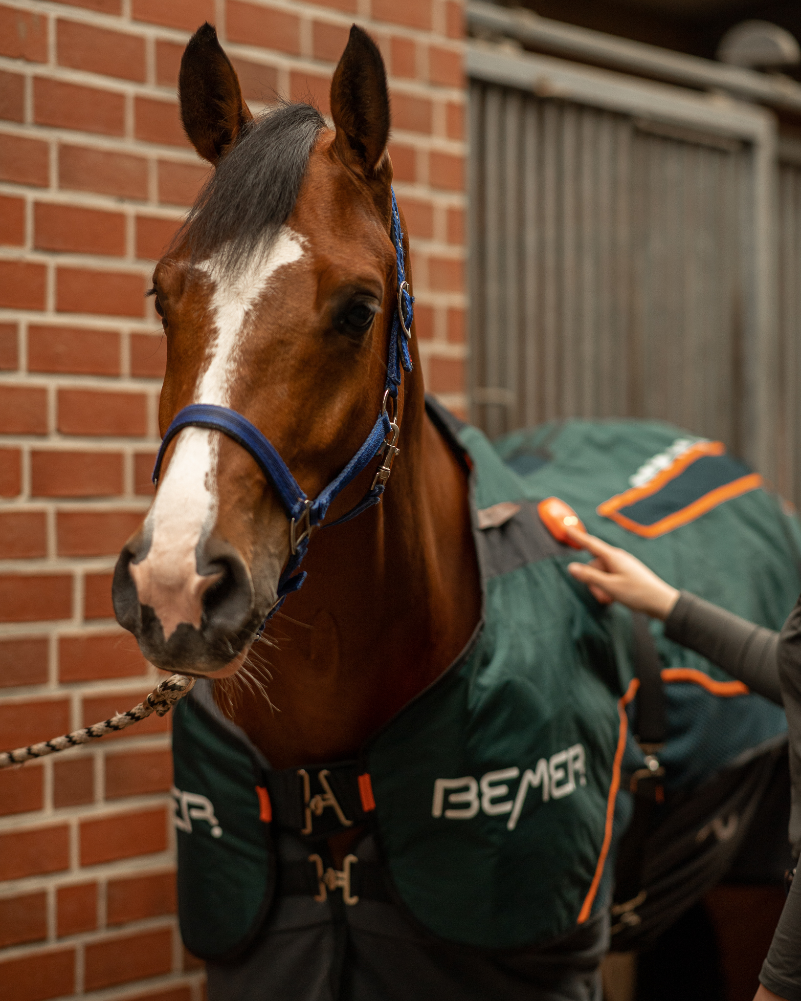 BEMER Horse Set Anwendung - Pferd mit BEMER-Decke und sichtbarer Steuereinheit im Einsatz